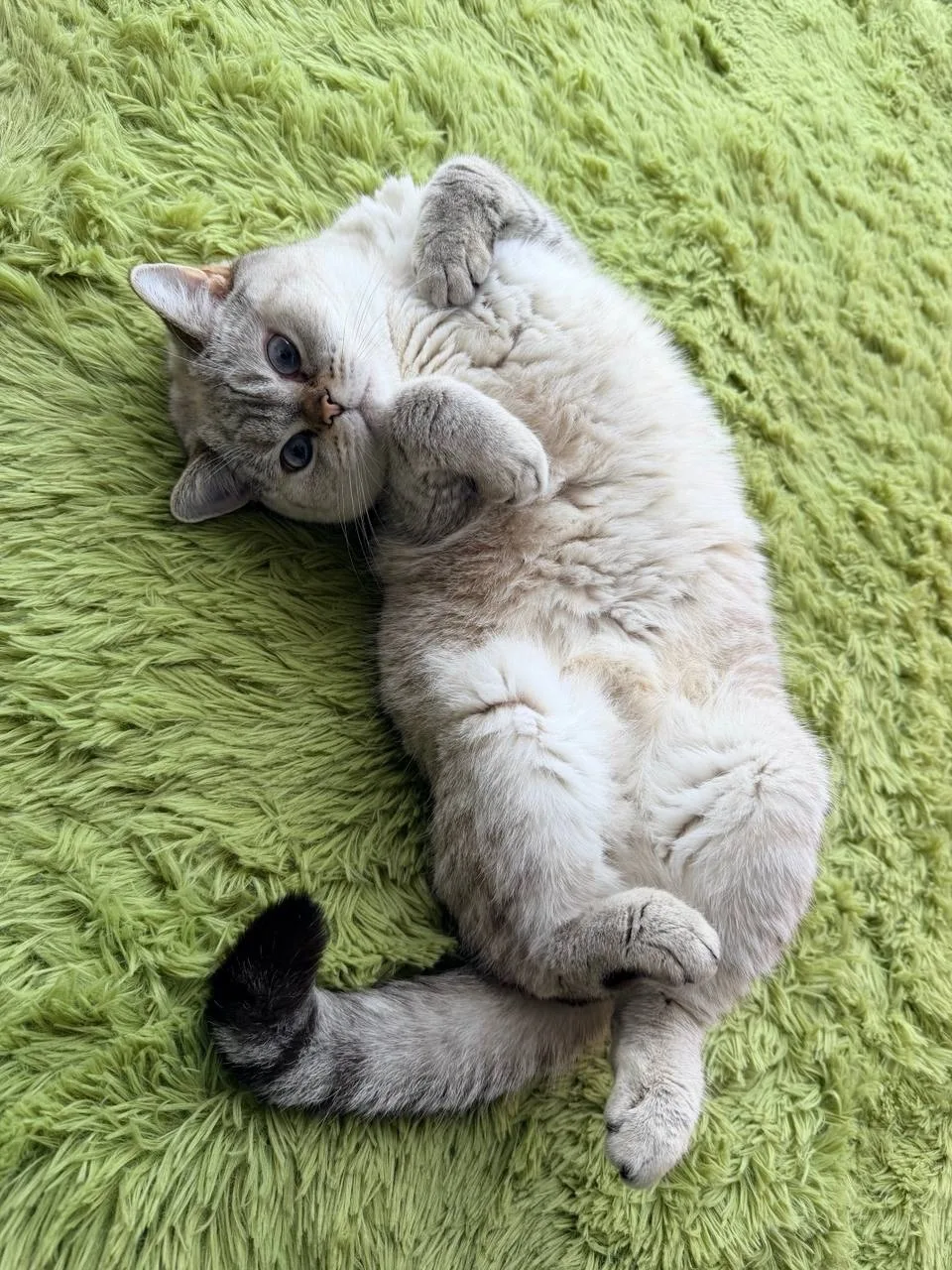 Шотландская прямоухая взрослая кошечка