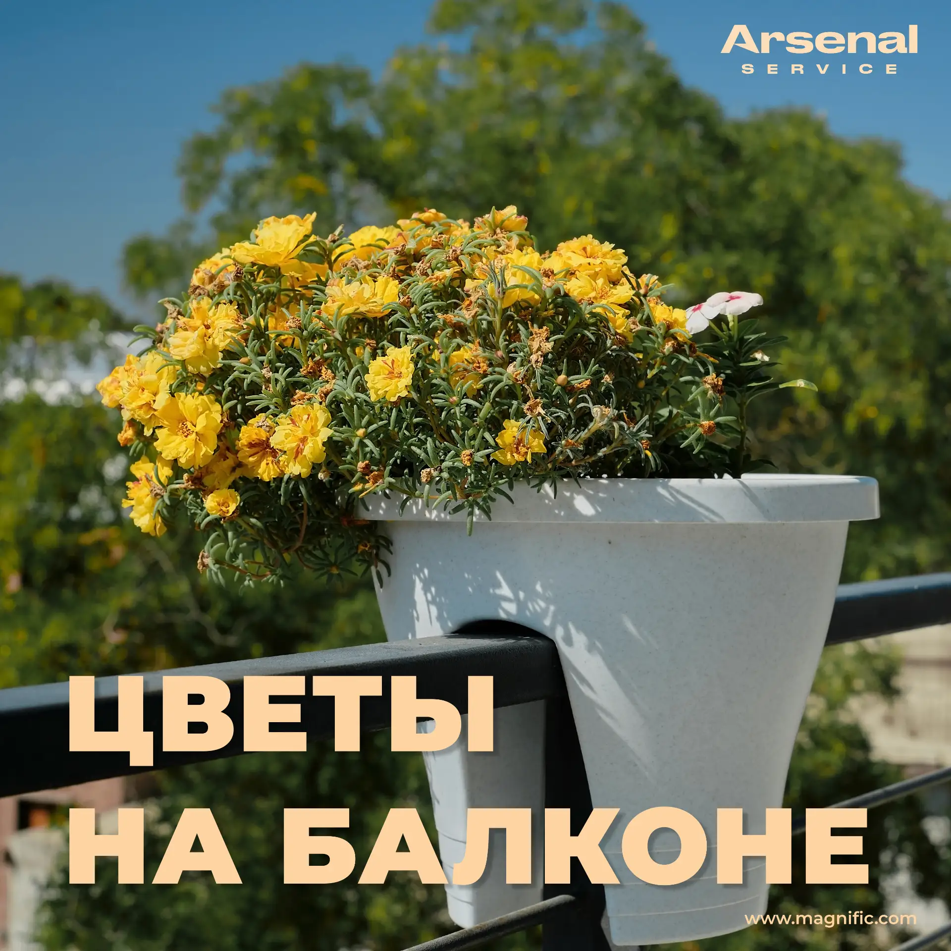 💫Уважаемые жители, сегодня поговорим о цветах на балконе. Мы знаем, как вы любите укра...