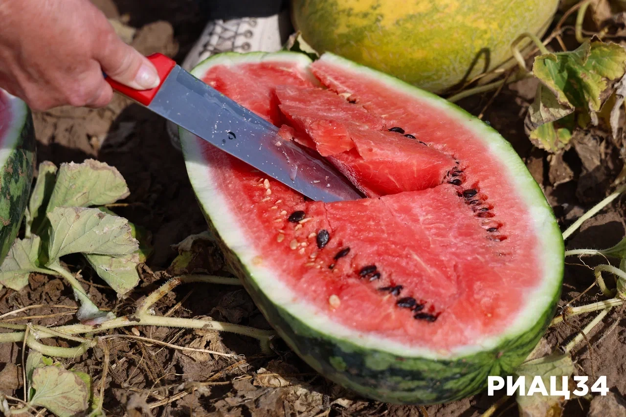 🍉 Белый арбуз со вкусом лайма: как на бахчевой станции в Быково рождаются новые сорт.