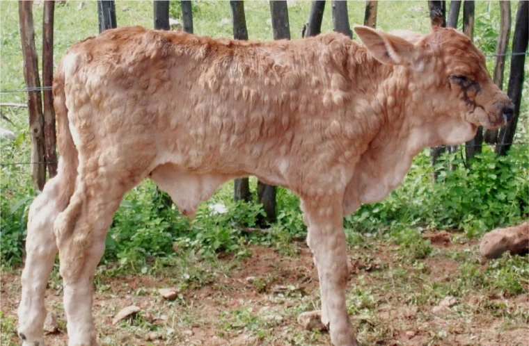 ЗАРАЗНЫЙ УЗЕЛКОВЫЙ ДЕРМАТИТ (ЗУД)☢🐄 – Это опасное вирусное заболевание крупного рогато...