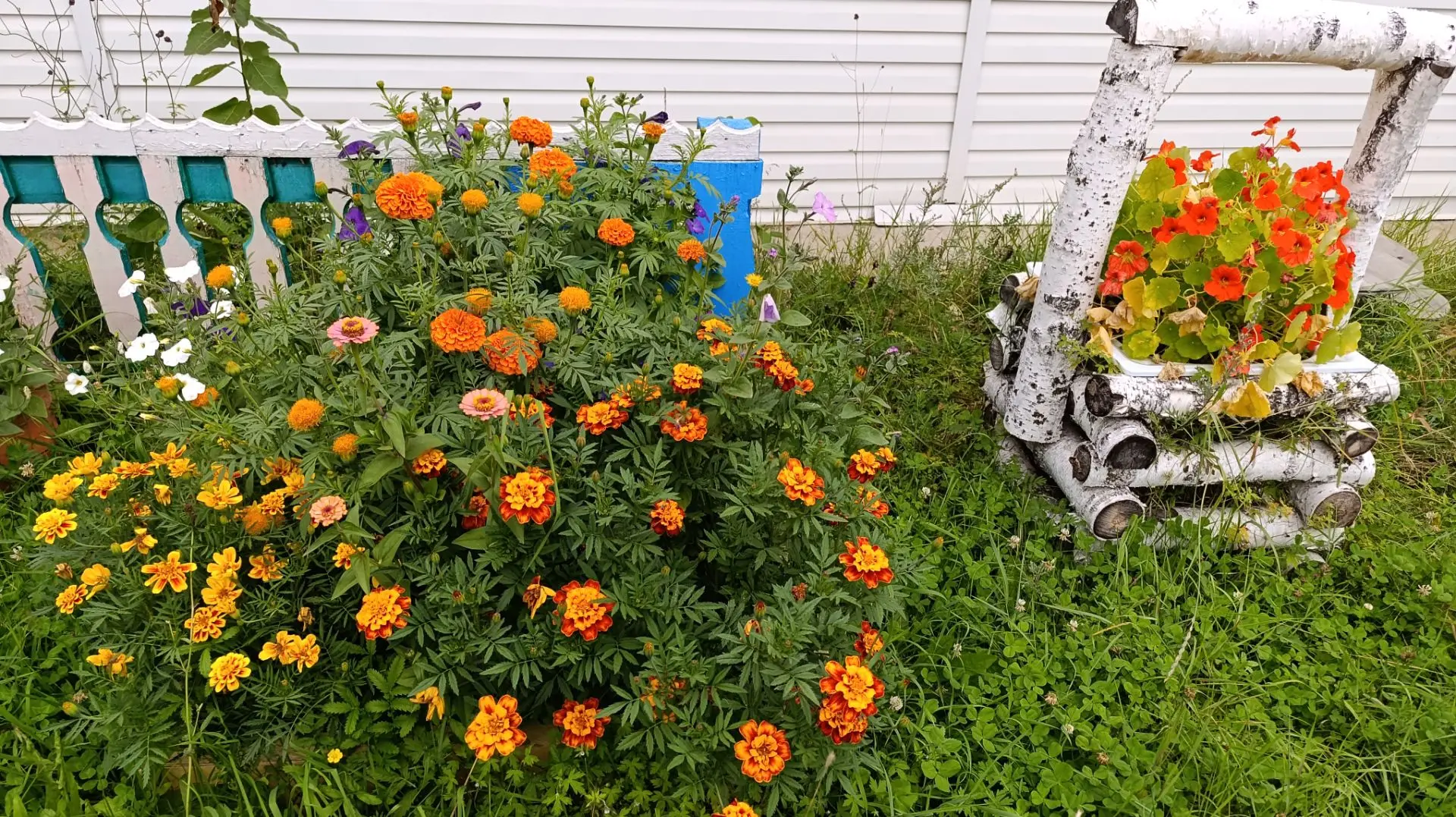Летней краски в ленту 🌺🌹