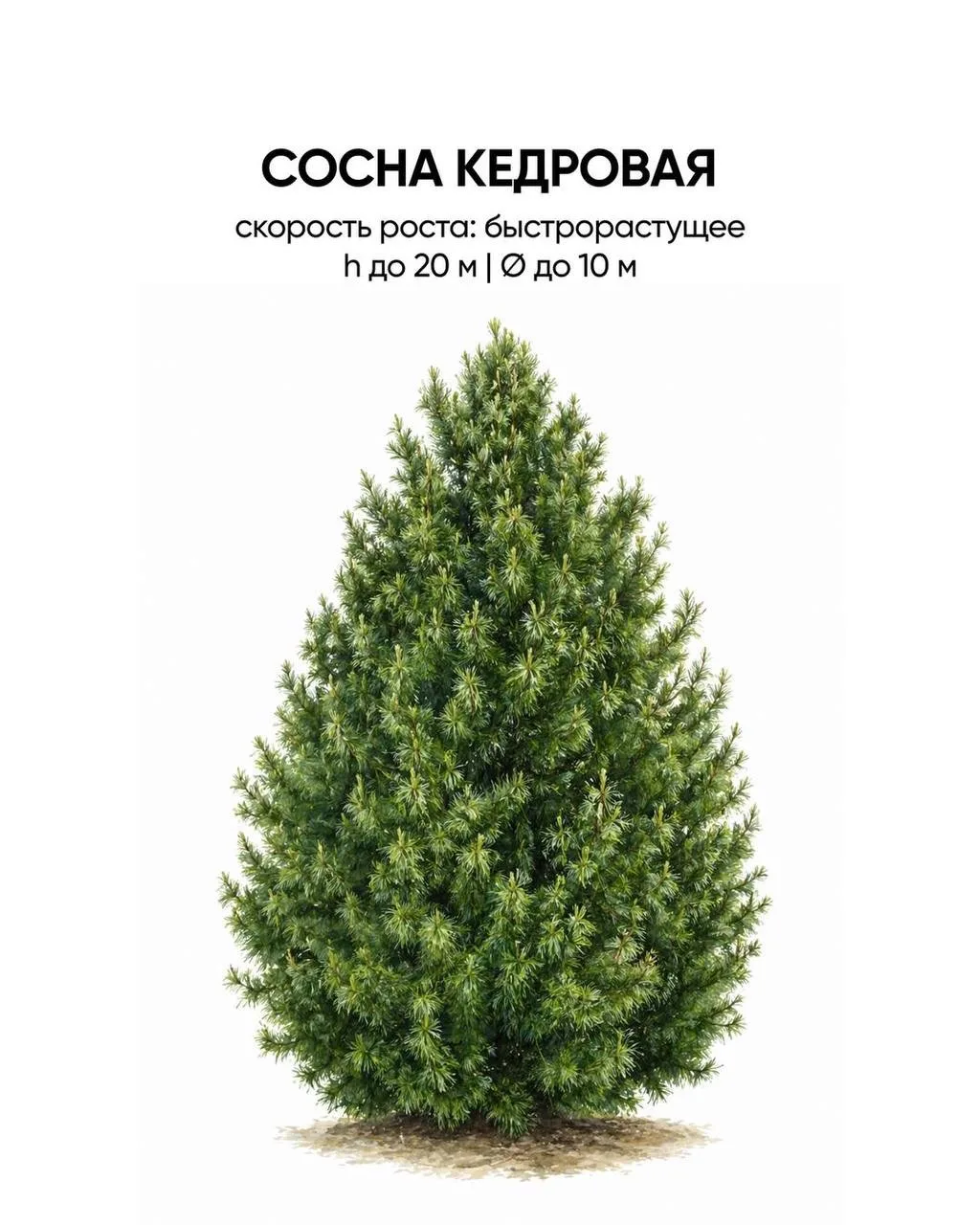 ✅Чем закрыться от соседа?
