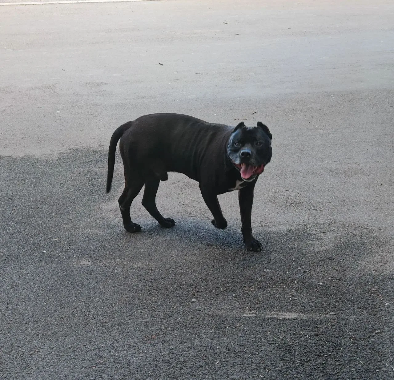 🐕 Чей питомец гуляет по Луганску?