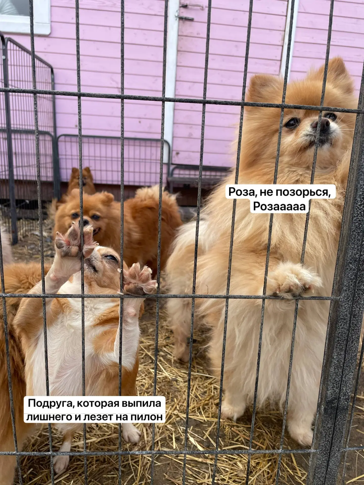 Немного вам вечернего Аперолевского юмора 🐶

📱Пользуясь случаем напоминаем, что мы ищем грумера. П