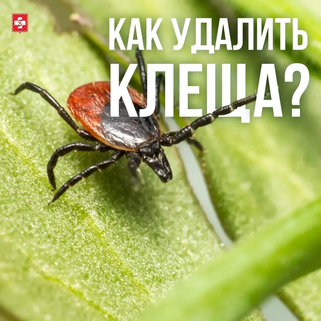 Выходные, дача, природа... Но не забывайте о клещах.