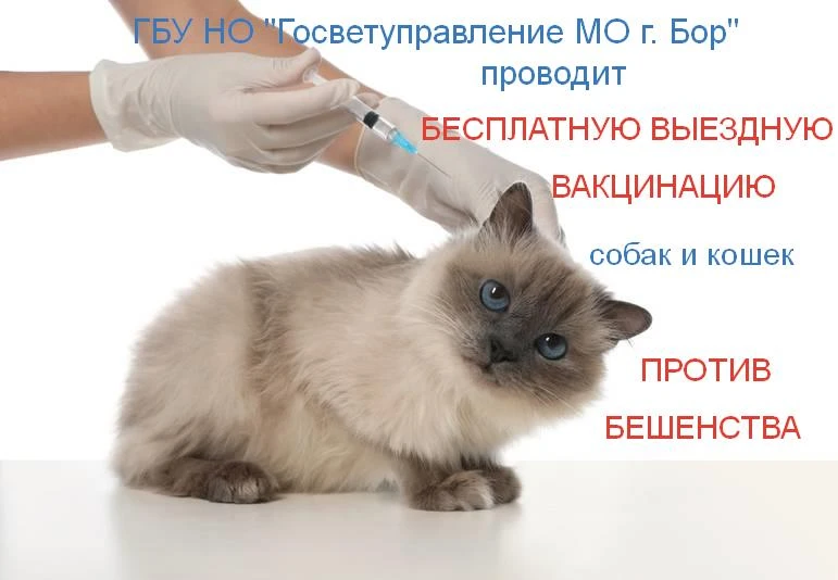 БЕСПЛАТНАЯ ВЫЕЗДНАЯ ВАКЦИНАЦИЯ ПРОТИВ БЕШЕНСТВА