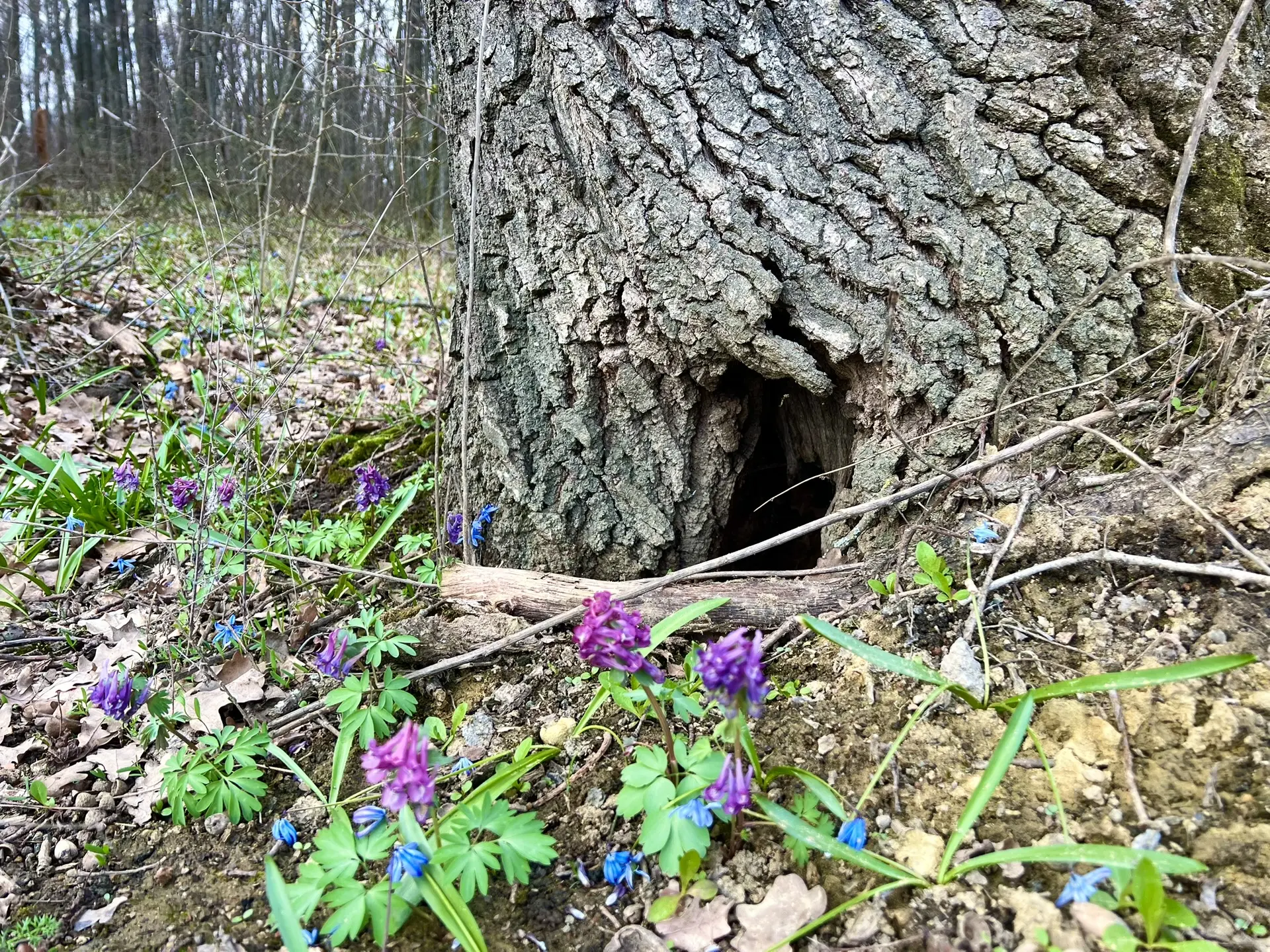 Кажется, я нашла вход в Страну Чудес 🌳🦊