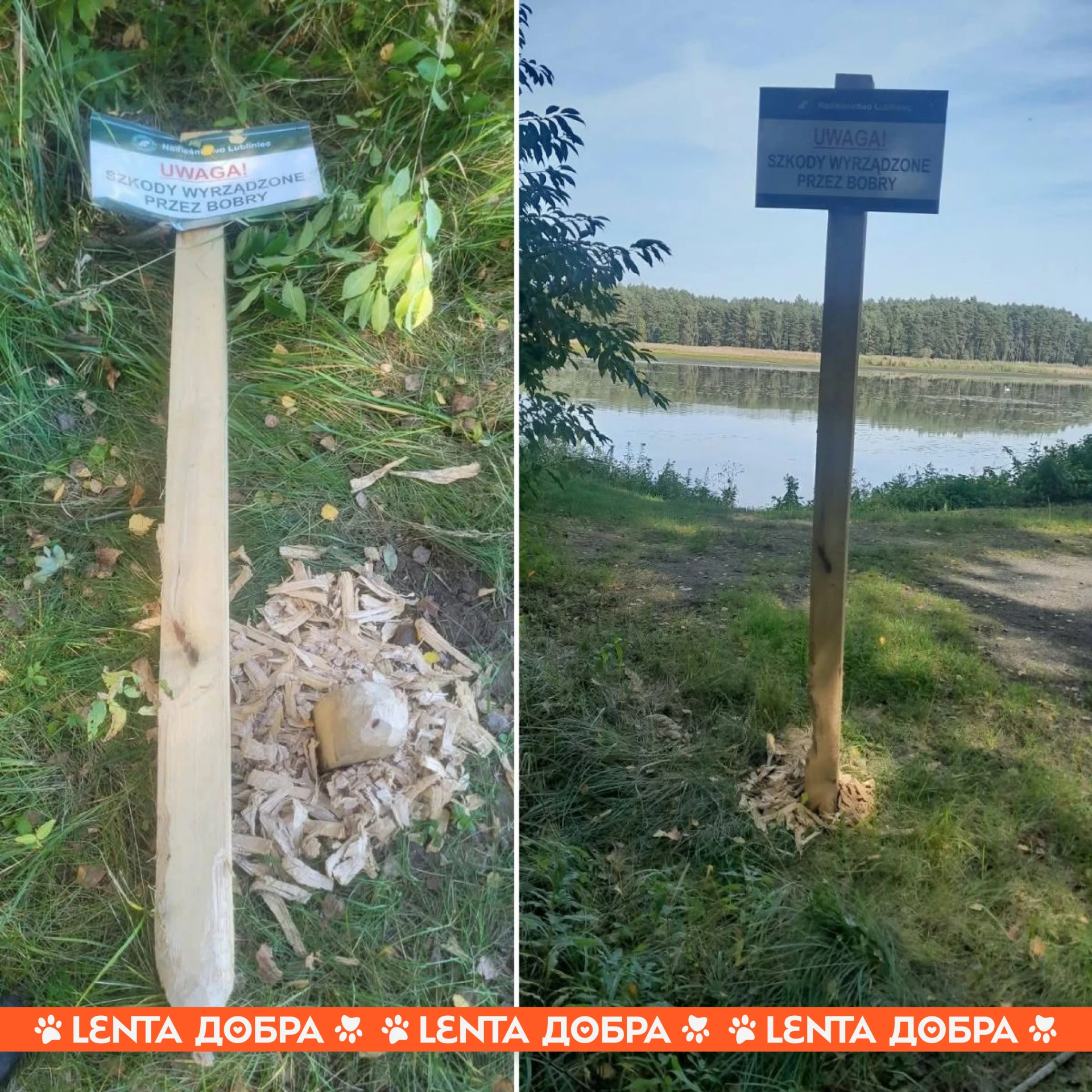 😂 Польские бобры пошли против системы.