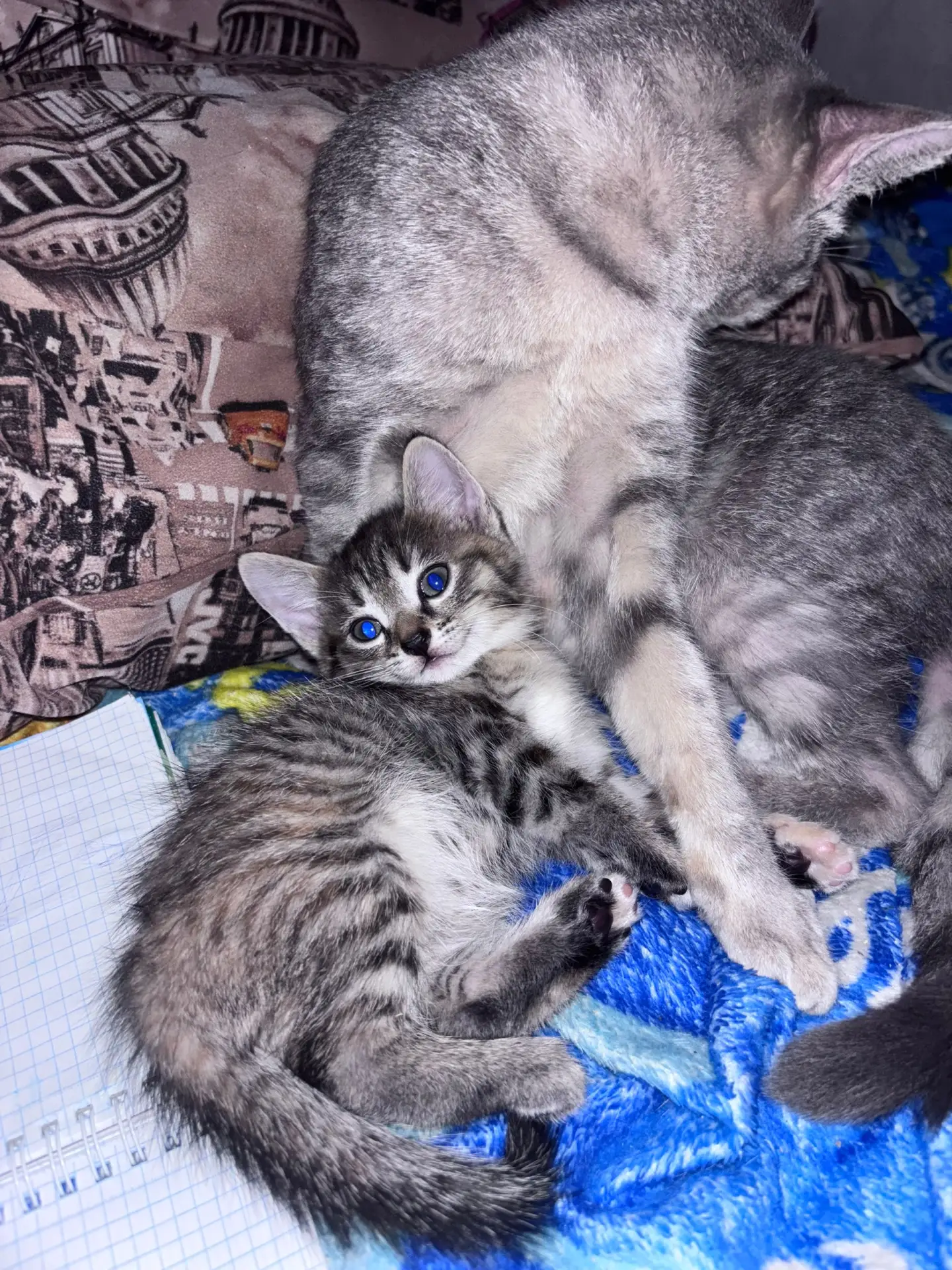 Отдам котенка (девочка)