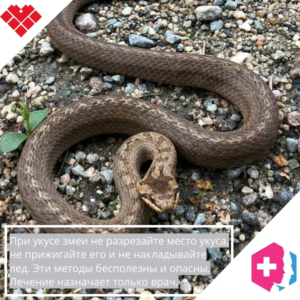 🐍Укус змеи: алгоритм действий до приезда скорой помощи.

Встреча со змеёй — ситуация стрессовая, но
