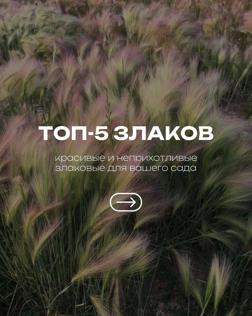 Топ-5 красивых и неприхотливых злаков для вашего сада 🌾