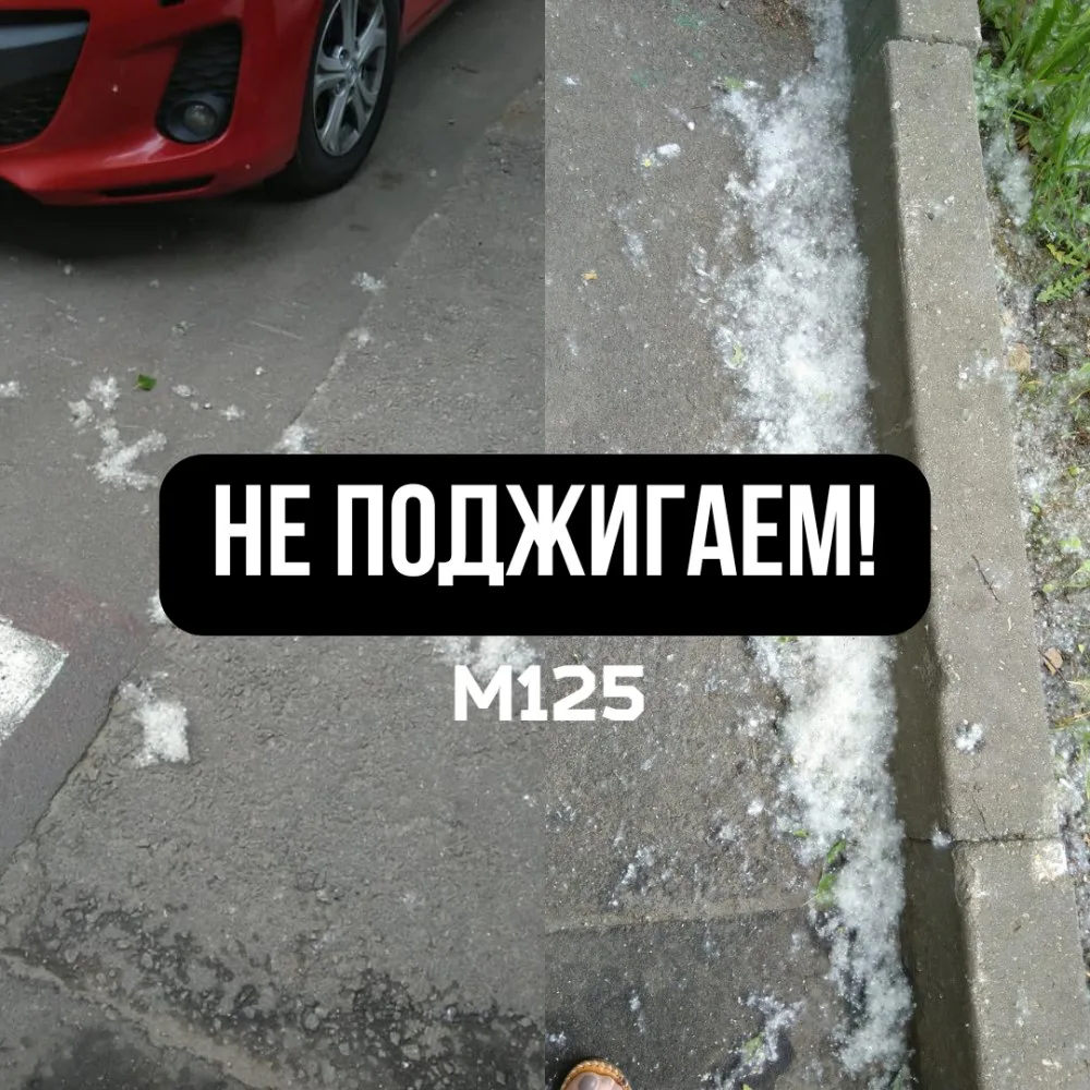 Снова нас замело! Но в этот раз не снегом, а тополиным пухом.