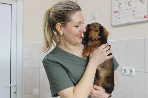 🐕 27 августа: в Ростовской области бесплатная стерилизация питомцев