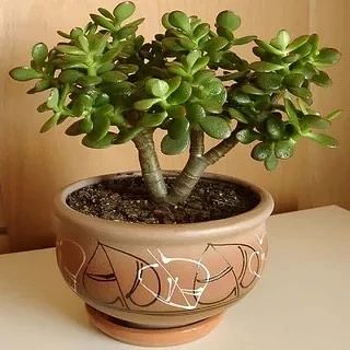 Мало кто знает, что по своим полезным свойствам толстянка, или как ее еще называют - де...