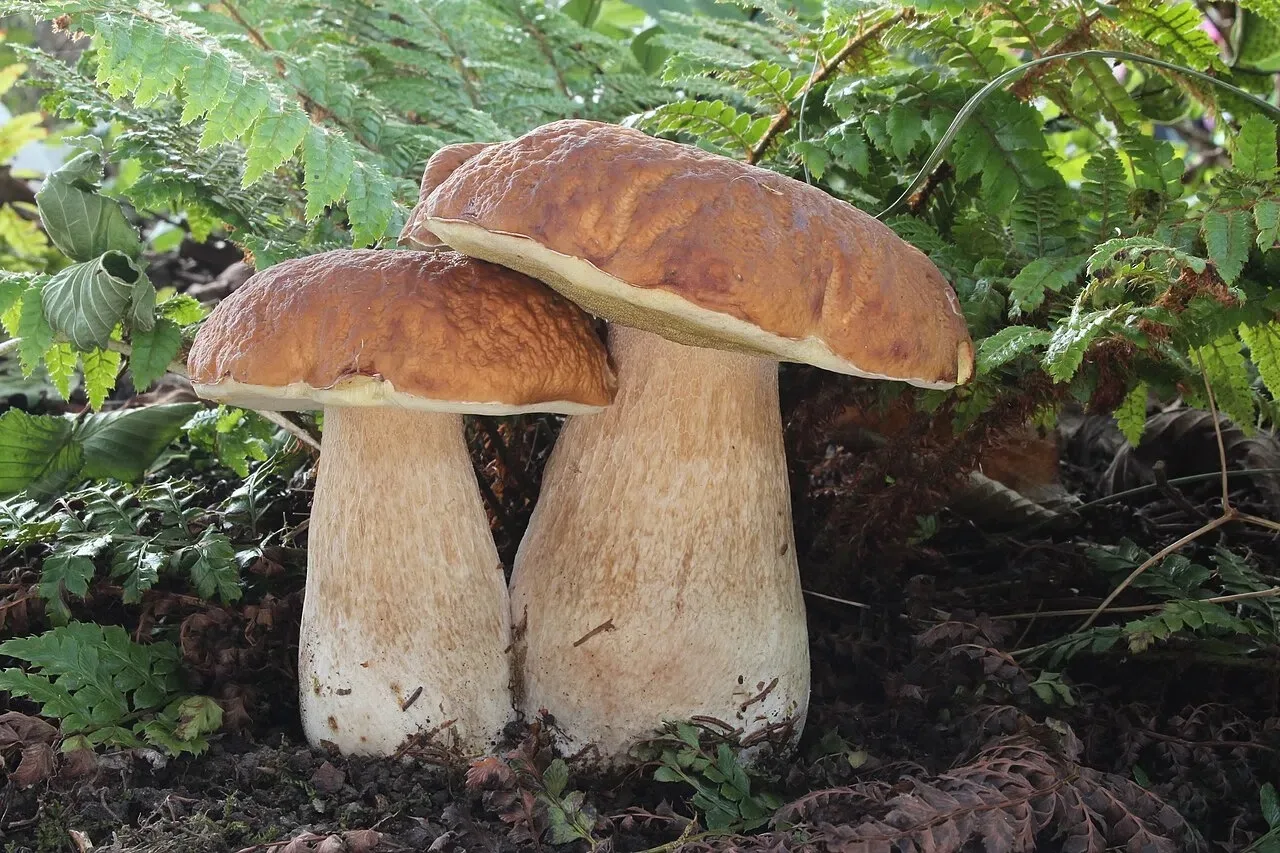 🌲 11 августа — День белого гриба! 🍄