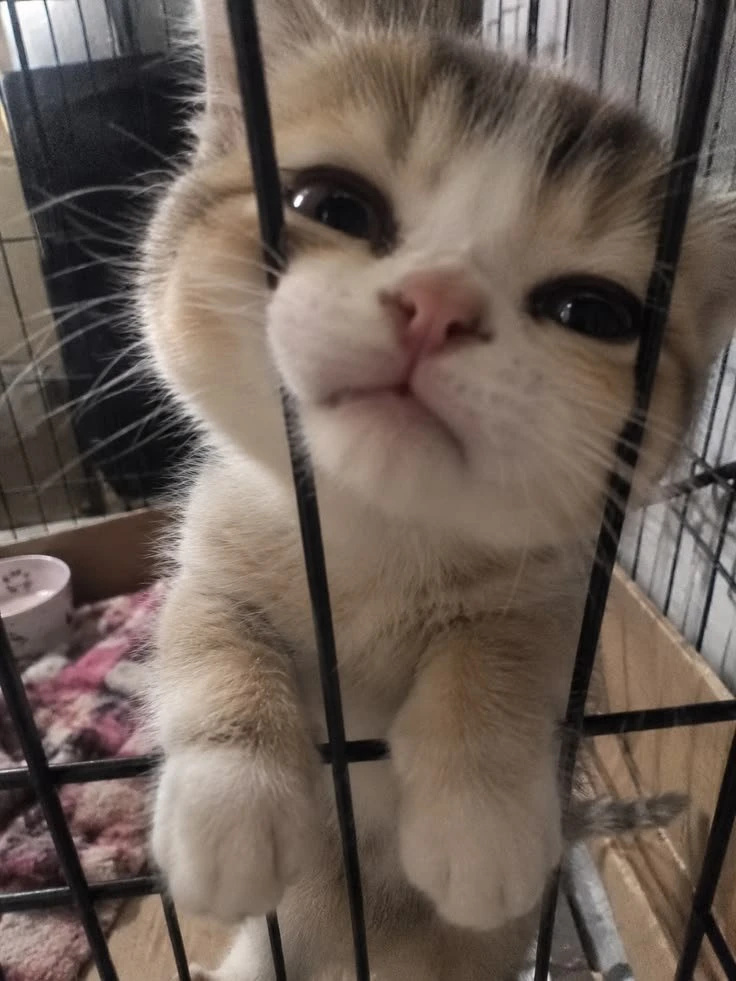 Какой ты сегодня котик❓🐈‍⬛