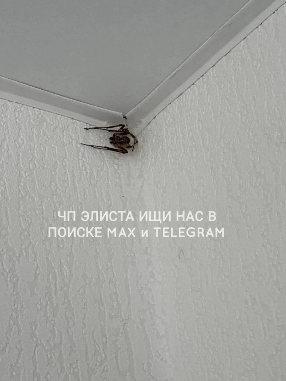 ▶️От подписчика : Вот ТАКОГО паука обнаружила сегодня у себя дома!!! Впервые таких встр...