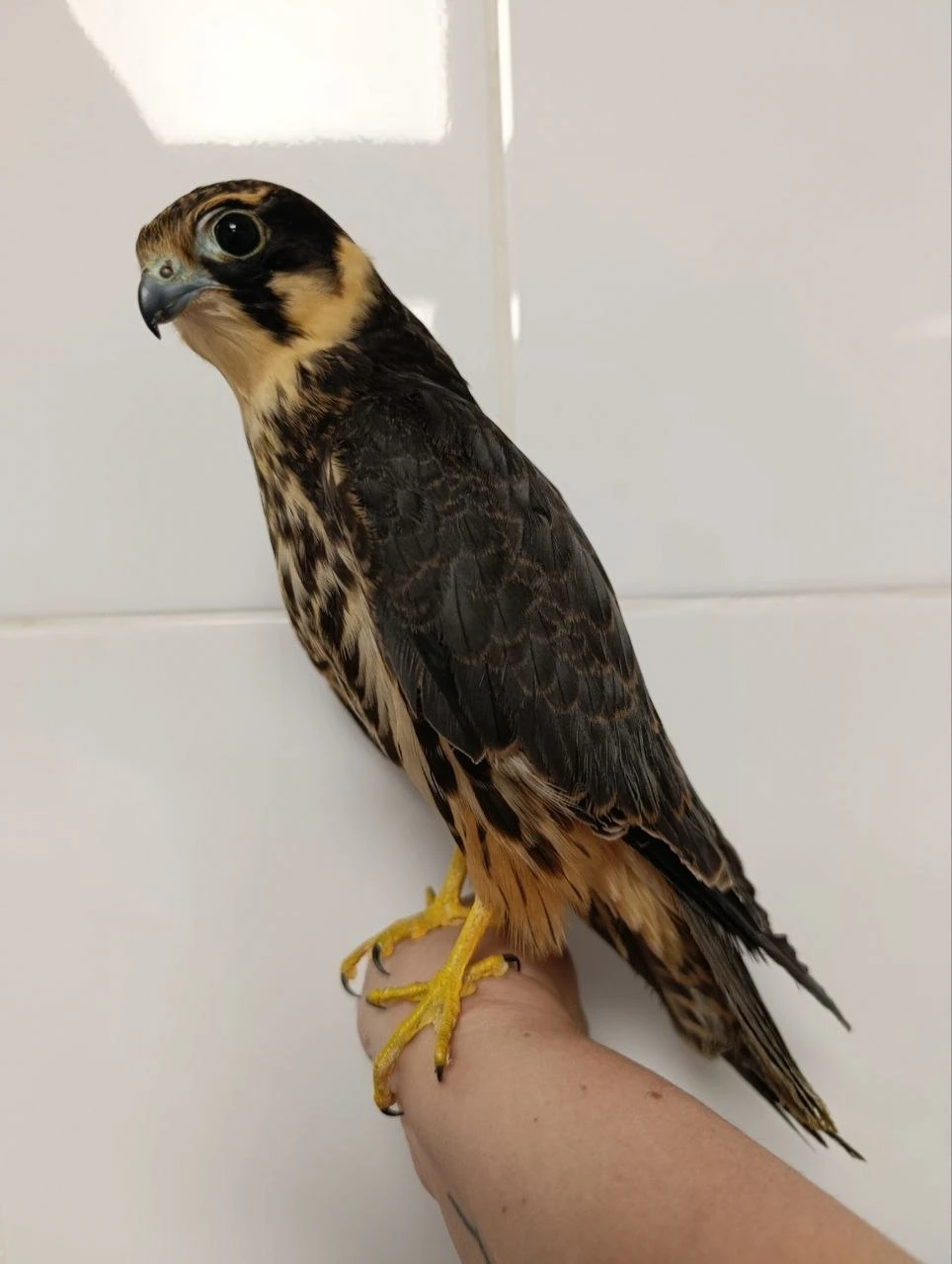 🦅 Воронежские волонтеры спасли и взяли под опеку чеглока со сломанным крылом
