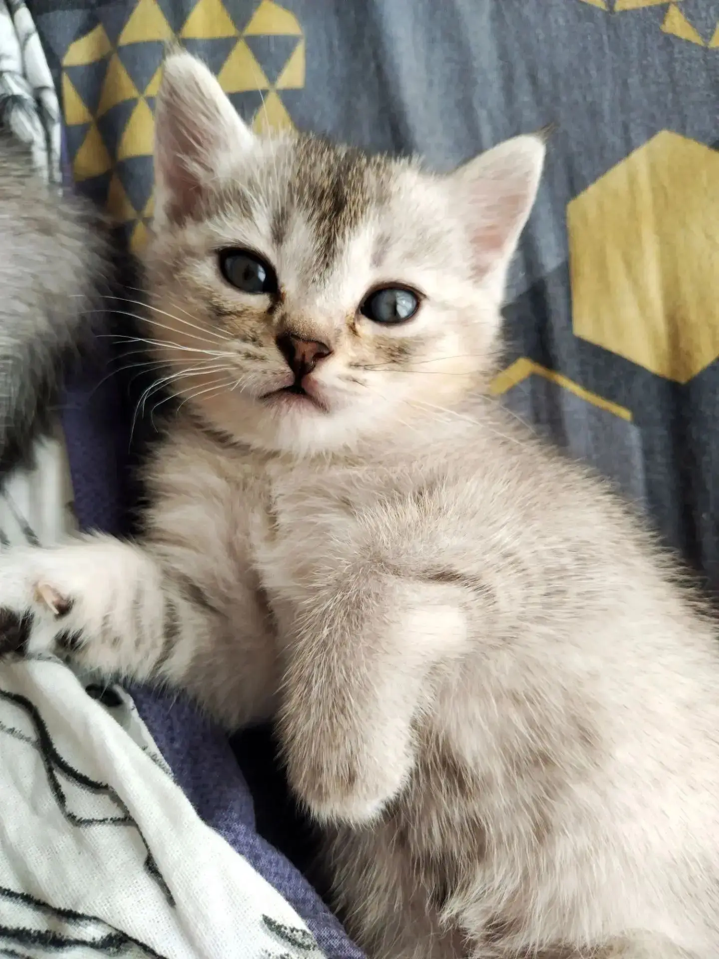 В добрые и ответственные руки пристраиваются 2 котенка, обе девочки. Мы спасли с улицы ...