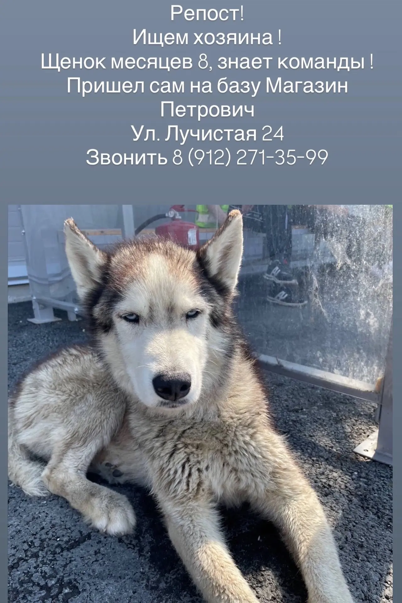 *** ДОМА ***

Замечена / найдена собака, хаски, окрас белый с черным /серым (Екатеринбург, Солнечный
