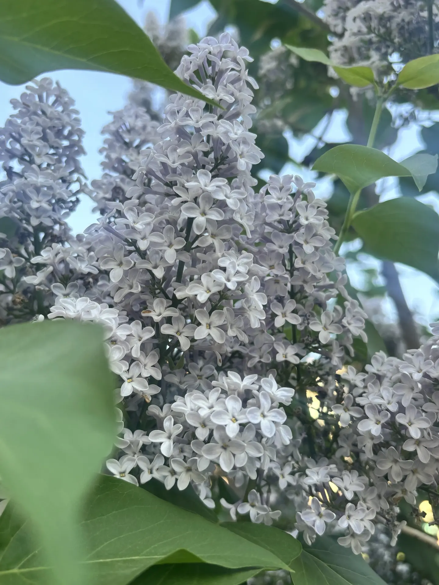 Плыл по городу запах сирени 💕