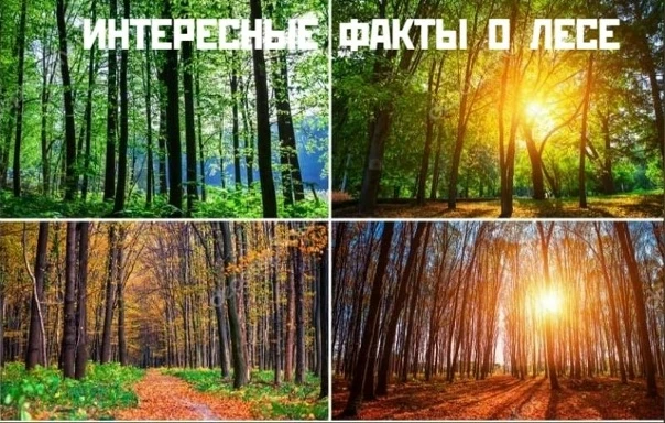 🌳Лес — это не просто деревья. 7 фактов, которые изменят ваше представление о нём!