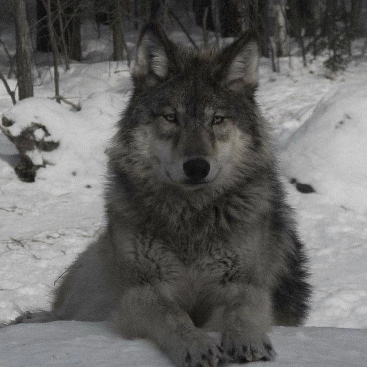 🐺 Волки могут усыновлять чужих детёнышей

Иногда стая принимает сироту и растит как своего. У людей