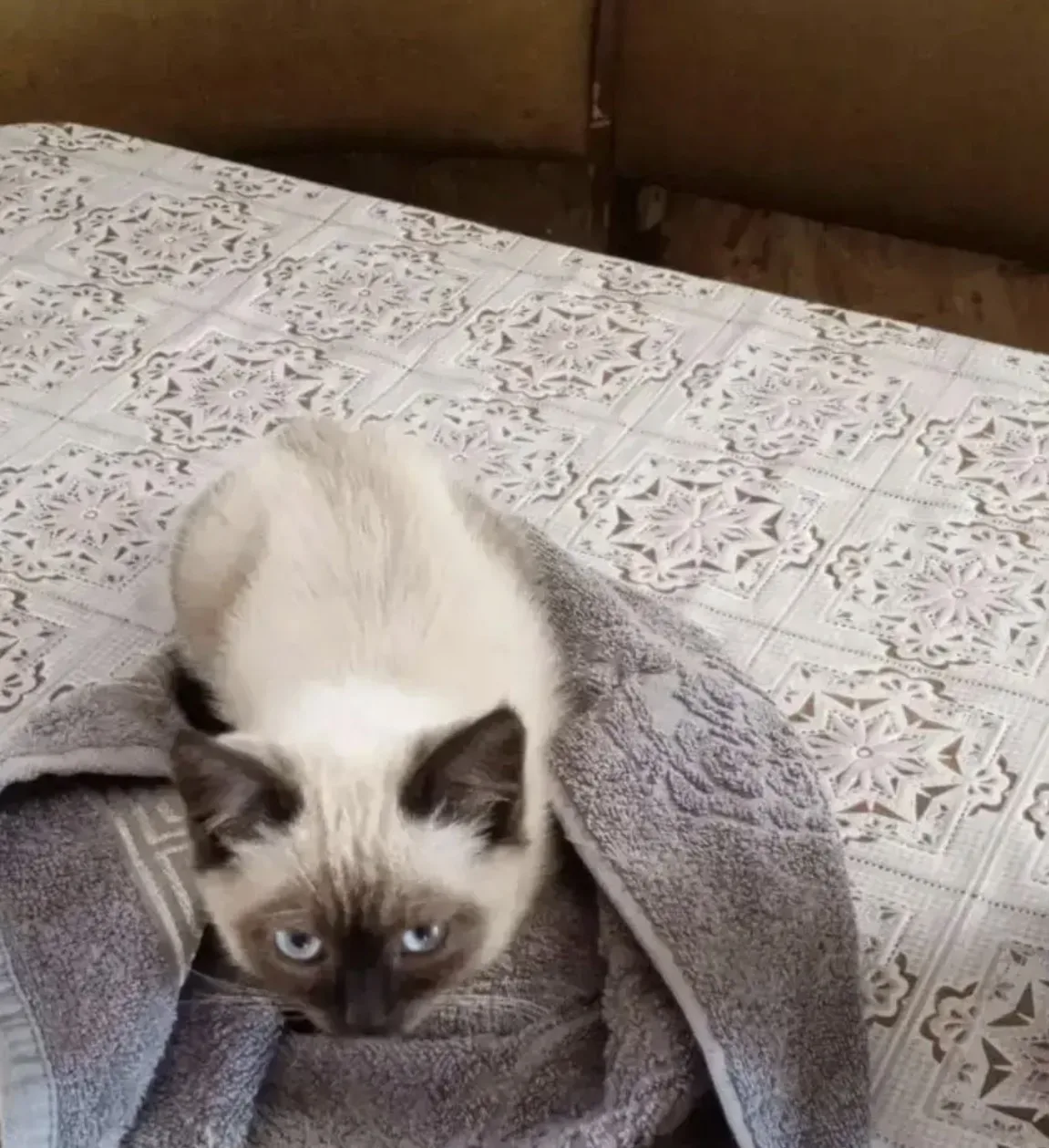 В районе улицы Ленина, Сходня, пропал котенок вчера вечером🙌