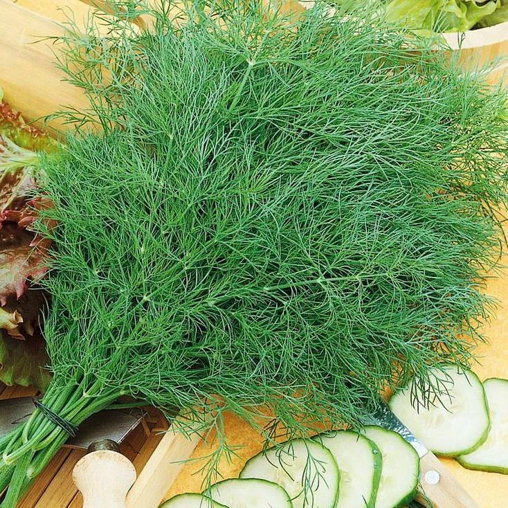 5 причин чаще добавлять укроп в блюда 🌿