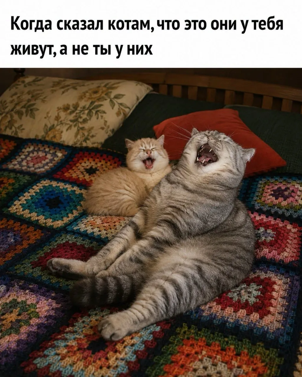 Ваши пушистики такие же?))