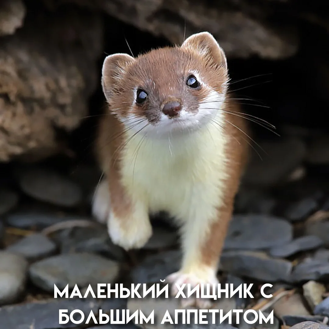 Хищник, который не знает меры: в азарте убивает больше, чем способен съесть, а тушки прячет на «чёрн