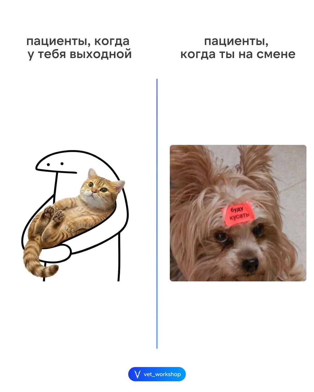 Коротко о буднях в ветеринарной клинике 👀 #приколдесvet_w