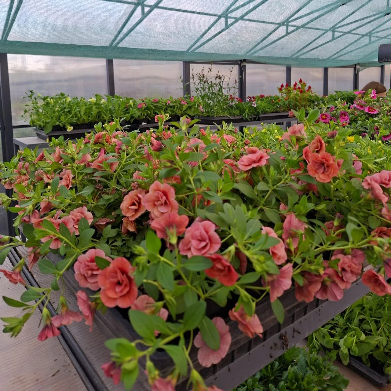 🌱 Рассада овощей и цветов