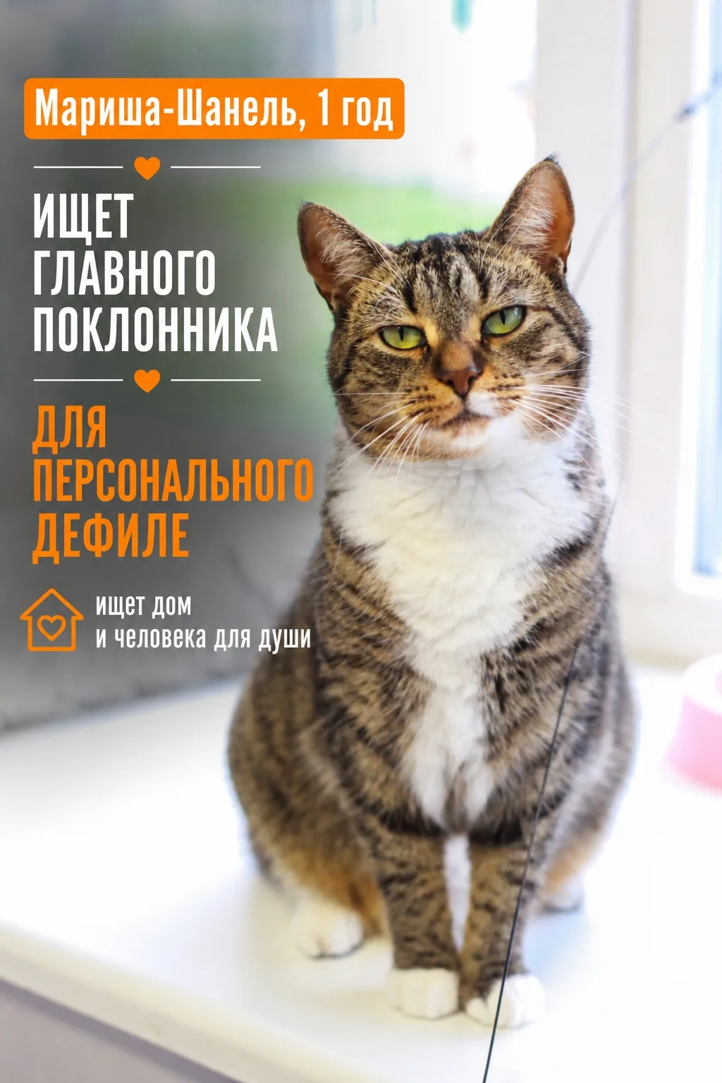 Будучи потомственной лесной кошечкой, Мариша-Шанель, удивительным образом оказалась оче...