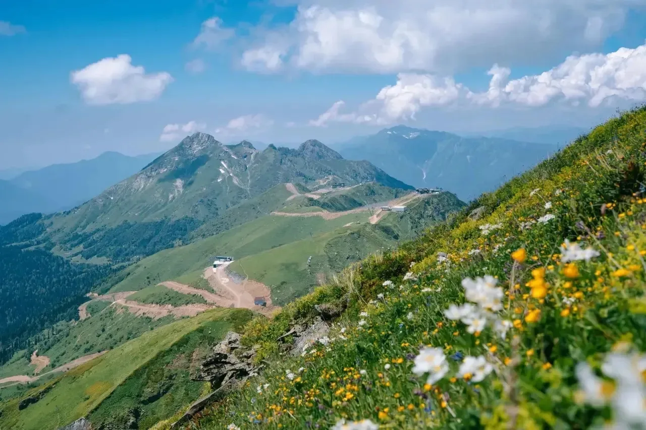 ⛰️ В горах Сочи создадут фруктовый сад для диких животных