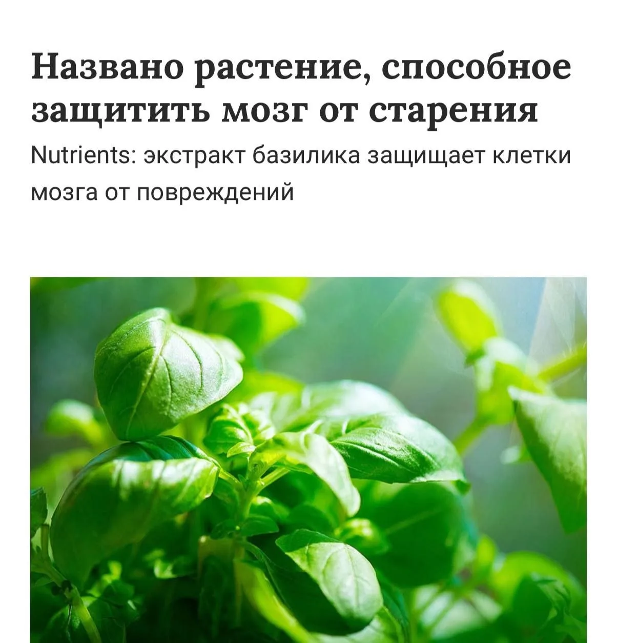 Базилик может замедлять возрастные изменения мозга.

Исследования показывают: экстракт американского