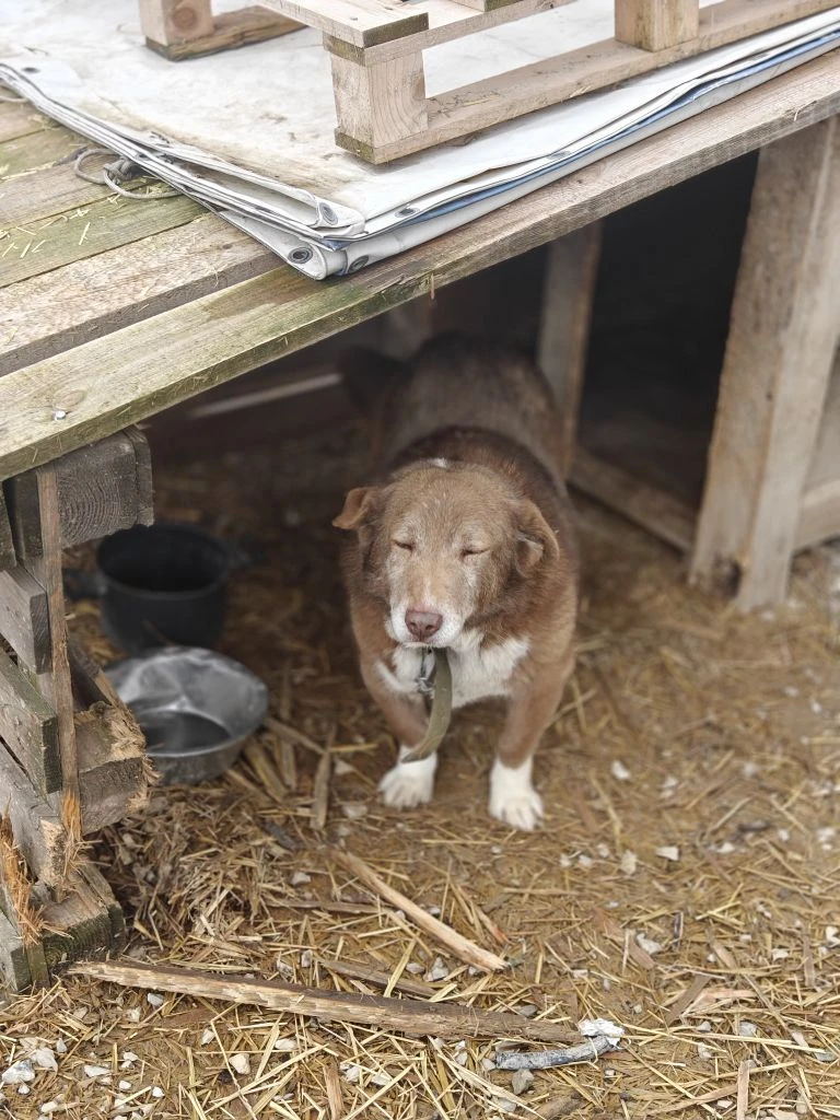 🐾 А сегодня — настоящий праздник души!  Волонтёры отряда «Добро 22» отправились в гости в приют «Пре