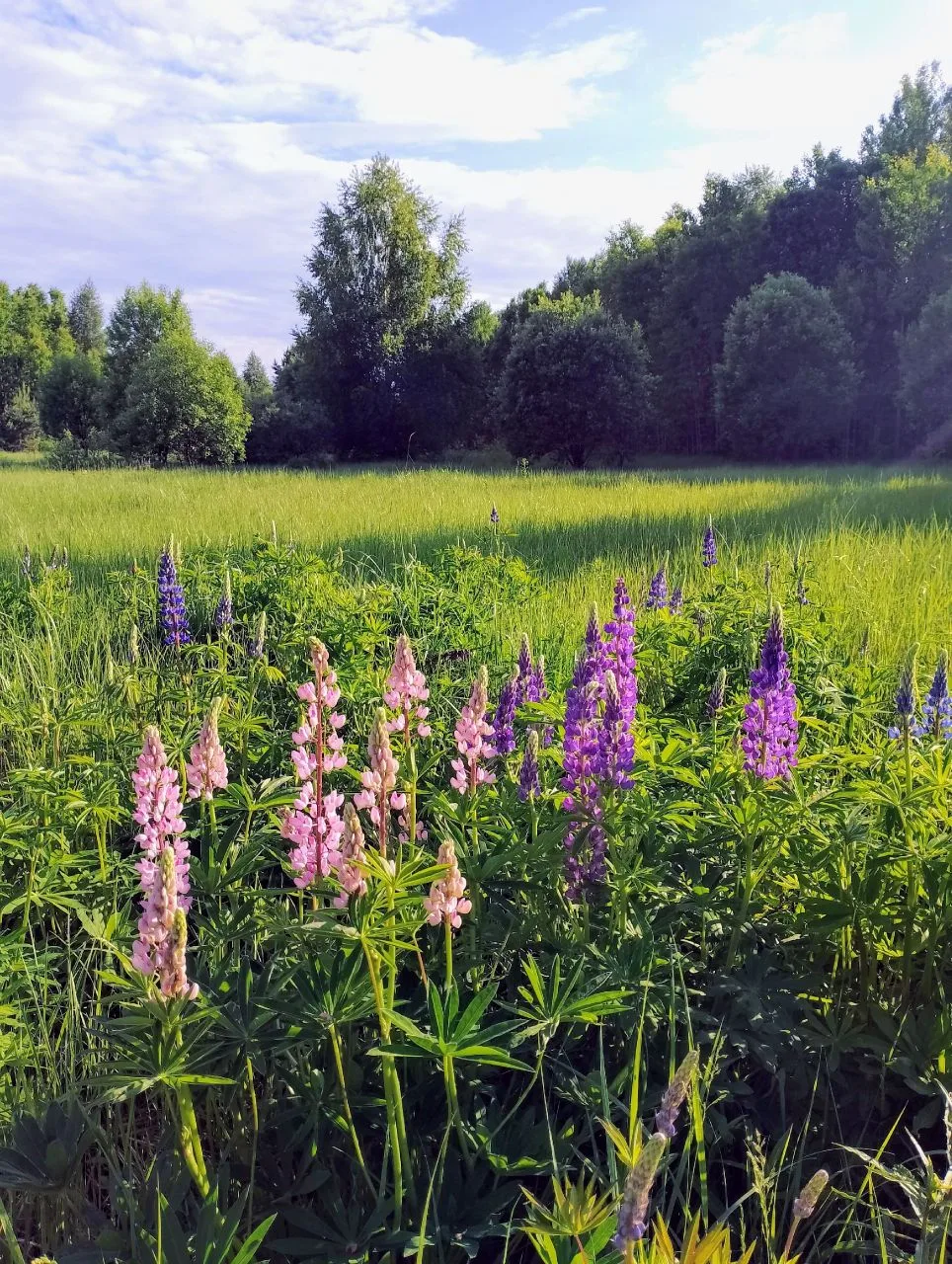С добрым утром, друзья!

🌺Сегодня в Осе:
днем +18, ночью +14, пасмурно, дождь.

✨10 июня встречаем: