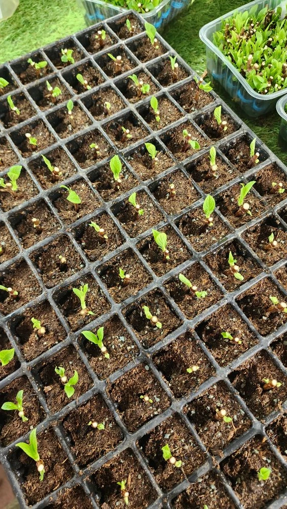 Ставим на укоренение в парник первый одревесневший черенок этого сезона 🌱  Черенки две недели предва