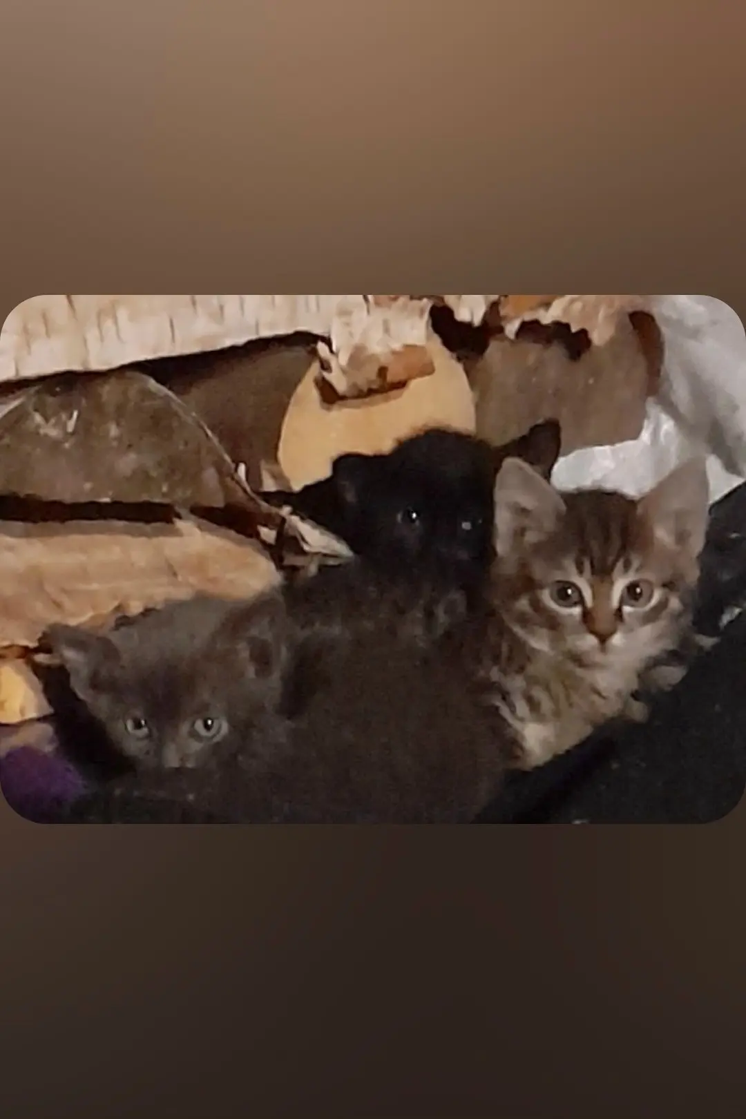 Отдам котят в добрые руки