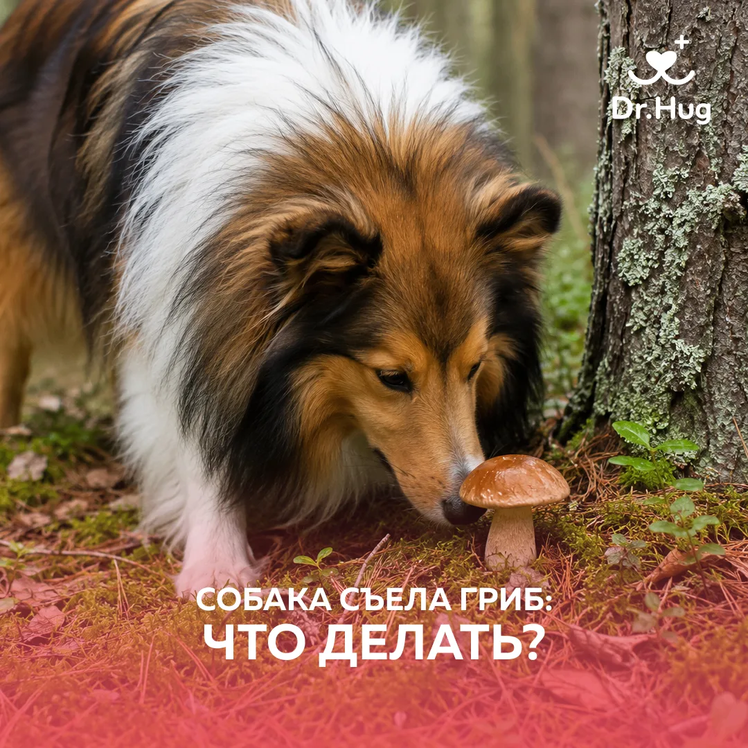 🍄 Собака съела гриб на прогулке - что делать?