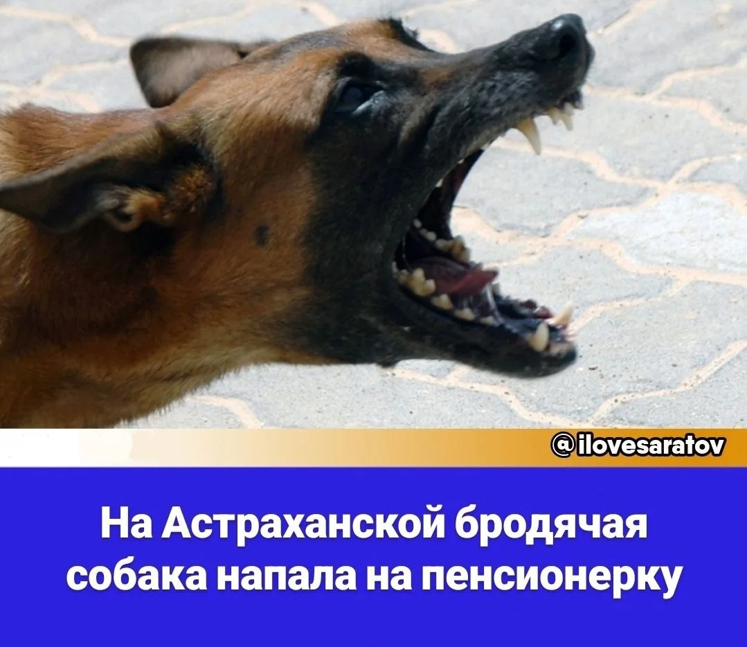 🐕 Вчера в центре Саратова на пенсионерку напала бездомная собака. Как стало известно ИА "Взгляд-инф