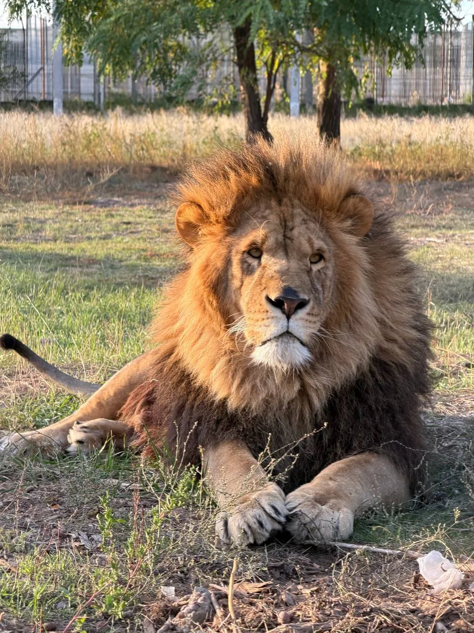 Запись на экскурсии🦁🦊🦝🐺🐶🐻