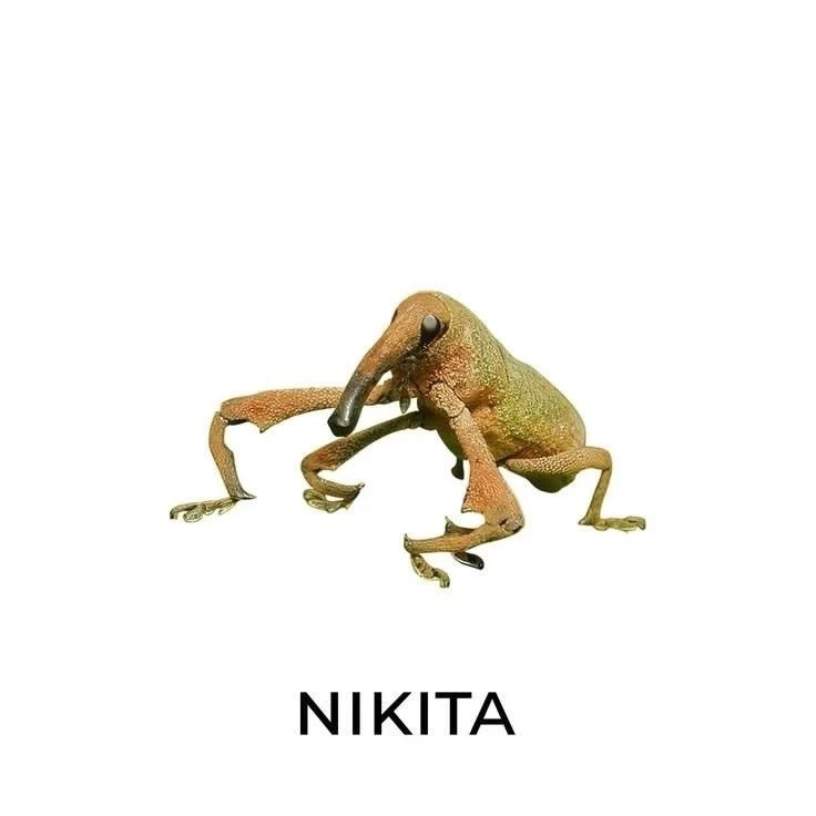 кидай никите