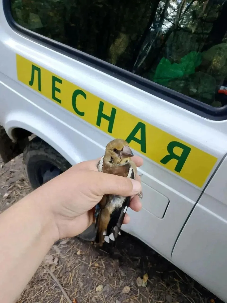 Под Ногинском лесничие спасли птиц из браконьерских сетей.