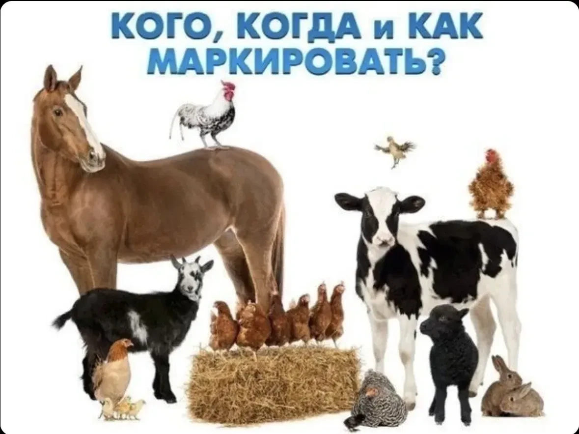 Порядок и правила учета животных, в том числе домашней птицы, содержащейся в личных под...