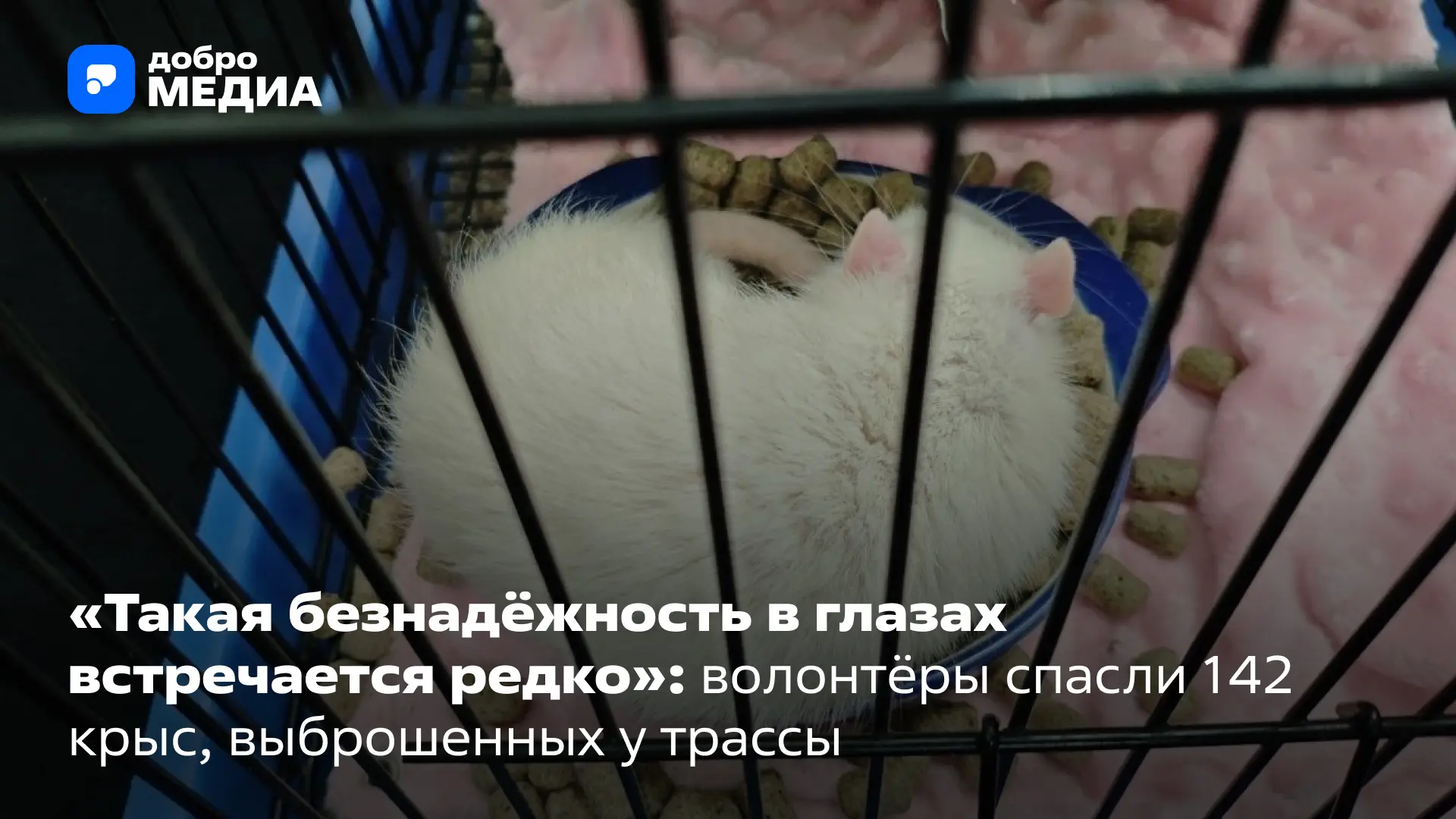 В конце августа автомобилисты в Подмосковье обнаружили десятки грызунов, оставленных на...