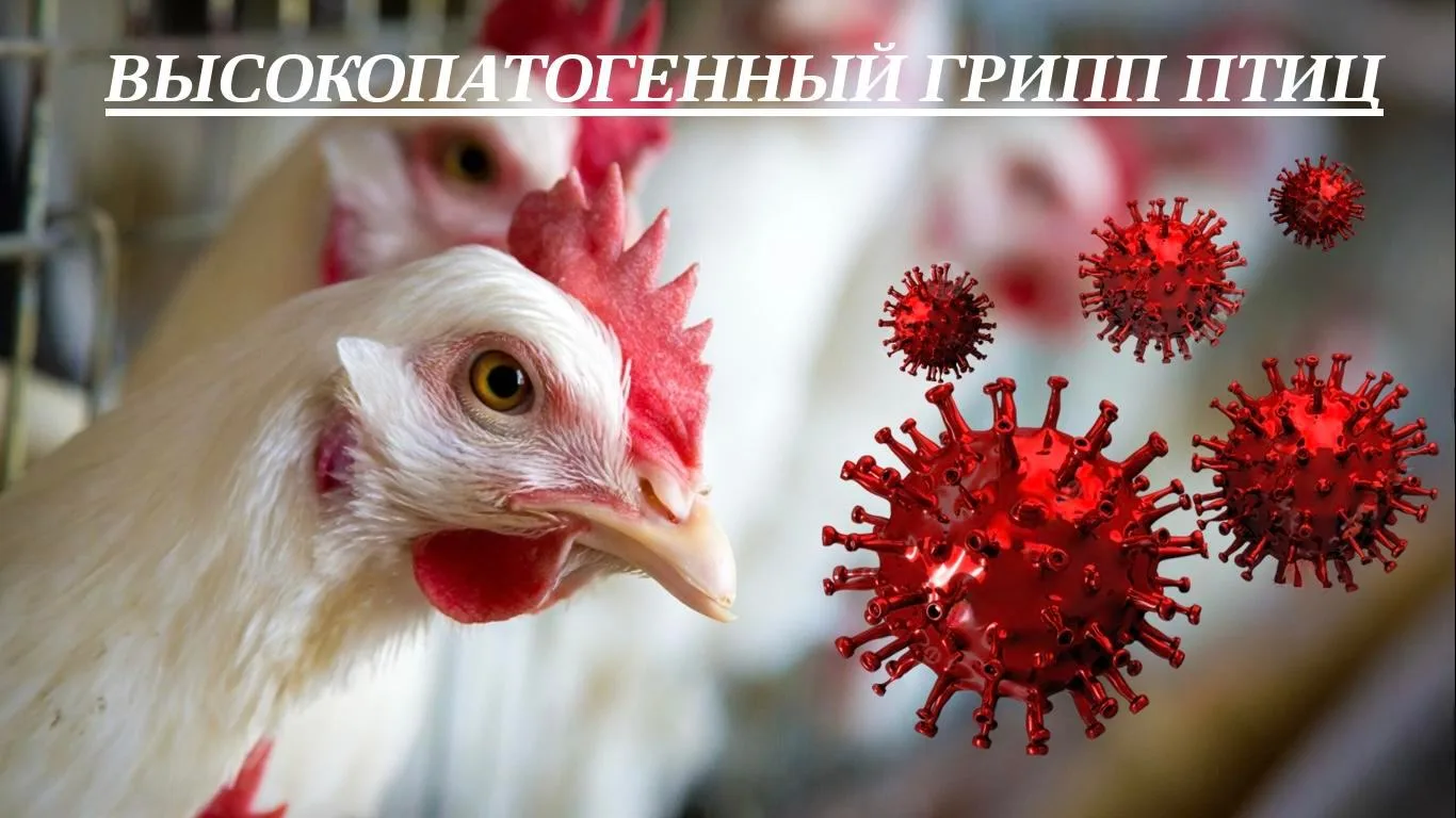 ❗️❗️❗️ВЫСОКОПАТОГЕННЫЙ ГРИПП ПТИЦ (ВГП) - это острая инфекционная болезнь птиц, которая...