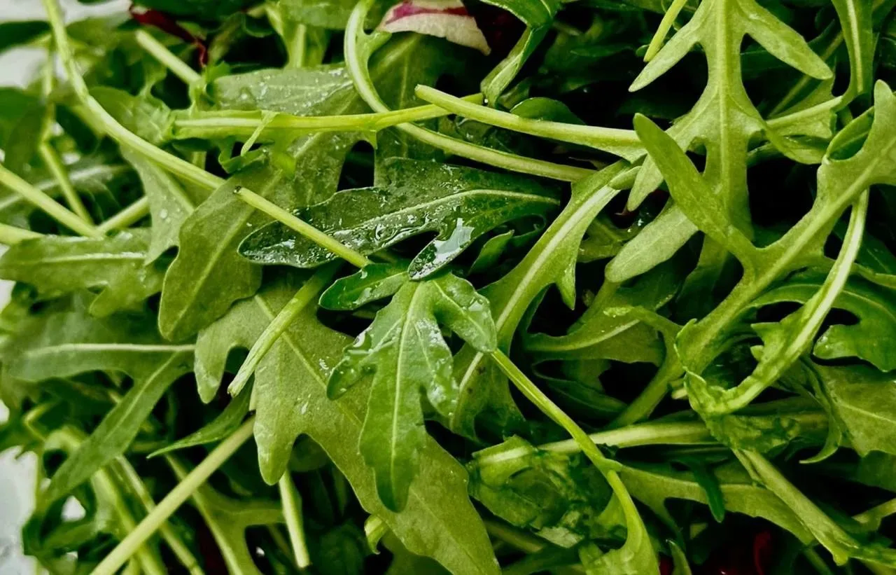 Зачем нужны горечи в рационе?

Горький вкус не всем приятен, но его добавление может улучшить состоя