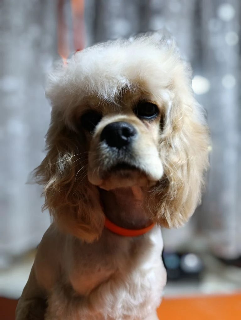 🐾🛁🧽🫧✂️🐩✨
